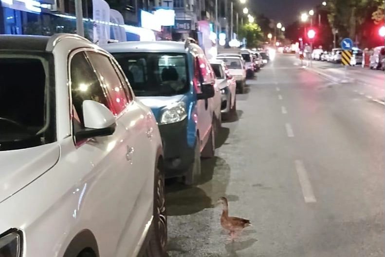 Karşıyaka'da Trafik Durdu, Ördek Kurtarıldı