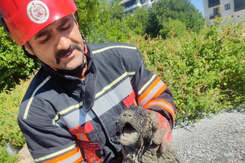 Malatya'da Beton Mikseri Kurbanı Köpek İtfaiye Sayesinde Kurtuldu