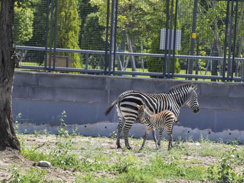 Ankara'da Doğdu, Adını Başkentliler Koyacak: Yavru Zebra Parkta Heyecan Yarattı