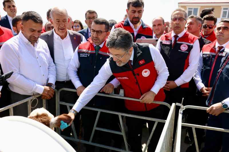 Büyükbaş Hayvanlar İçin Dijital Kimlik Sistemi GEKİS Kars'ta Uygulanmaya Başlandı