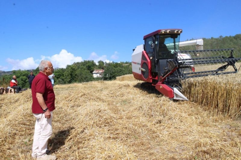 Ordu'da Paletli Biçerdöverle Buğday Hasadı: Tarımda Yeni Dönem