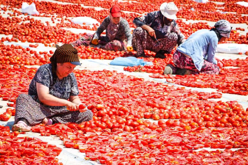 İzmir Büyükşehir Belediyesi, Torbalı'da Kuru Domates Üreticileriyle Buluştu