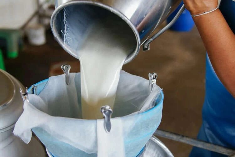 Haziran Ayında Ticari Süt Toplama Miktarı Yıllık Yüzde 6,5 Artış Gösterdi