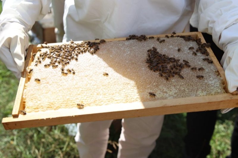 Ordu'da Arıcılara Varroa İlacı Desteği Sağlanacak