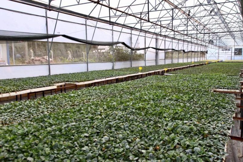 Ordu Büyükşehir Belediyesi Kışlık Sebze Üreticilerine 200 Bin Fide Dağıtıyor