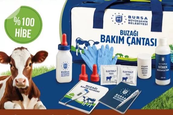 Bursa'da Küçük Ölçekli Büyükbaş Hayvan Yetiştiricilerine Yönelik Buzağı Bakım Desteği Başlıyor