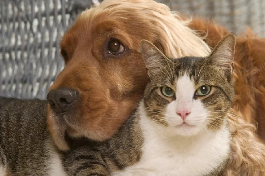 Evsiz hayvanlar raporu yayımlandı… Yüzde 48’inin evi bulunmuyor