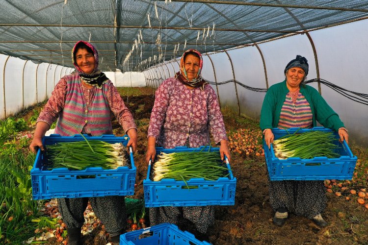 Kocaeli’de yüzde 50 hibeli modern sera desteği