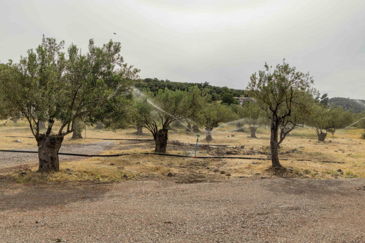 İzmir Dikili’de çiftçiye can suyu