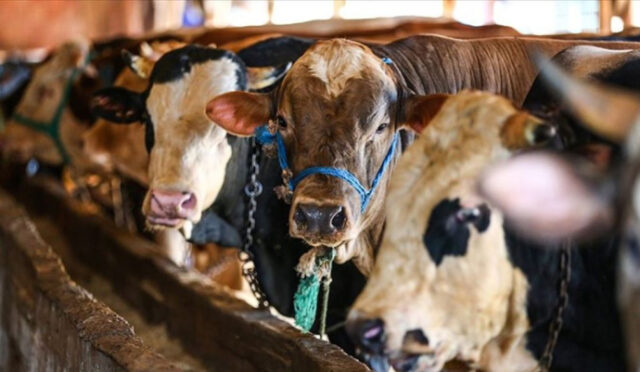 4-7-1747134079-234-x750