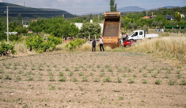 ark-4325-1748934322-636-x750