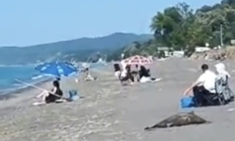 Akçakoca sahilinde ölü yunus skandalı! Günlerdir kaldırılmadı…