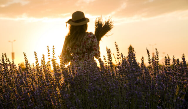 lavanta-bahcesi-kapilarini-aciyor-1-1750674252-392-x750