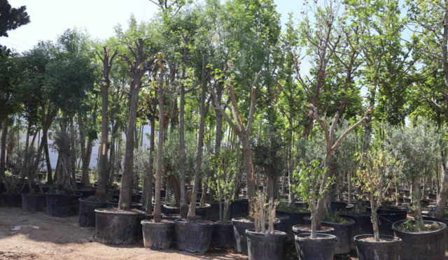 sokulen-agaclar-gelecege-tasiniyor-8-1751005335-514-x750