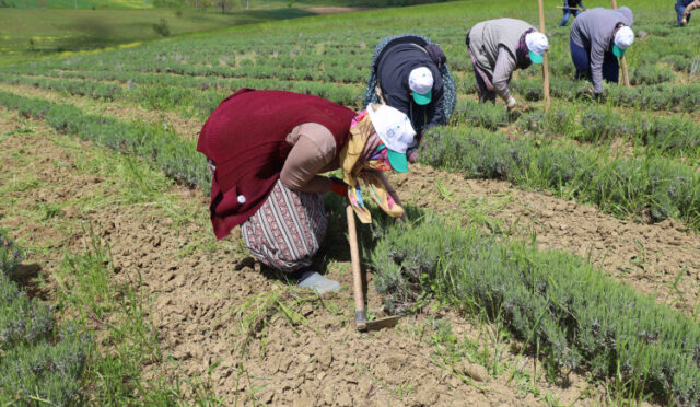 tibbi-ve-aromatik-bitkilerin-bahar-temizligi-yapiliyor-5-1748942174-328-x750