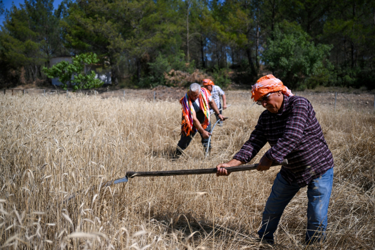 Bornova’da 5 tonluk buğday yerel üreticiye nefes olacak