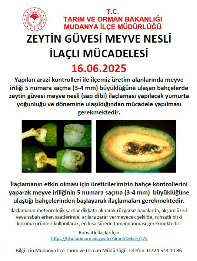 Mudanya’da zeytin güvesi ilaçlaması başladı