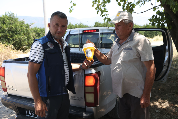 Muğla’da meyve sineği ile mücadelede feromon tuzaklar devrede!