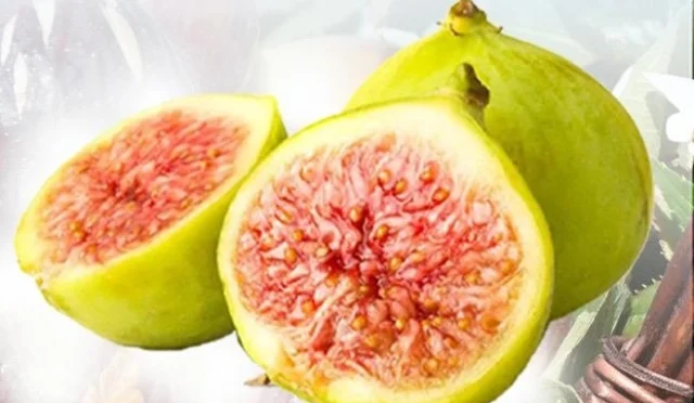 Balıkesir Büyükşehir Belediyesi tarafından çiftçilere dağıtılacak incir fidanları