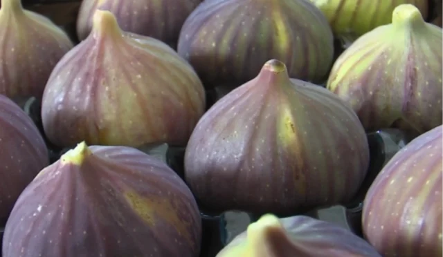 Balıkesir Büyükşehir Belediyesi tarafından incir üreticilerine 0 hibeli fidan dağıtımı yapılıyor