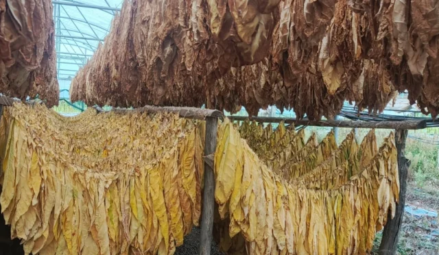 Bilecik Pazaryeri'nde tütün ve ipekböcekçiliği tarımsal üretimini gösteren görsel