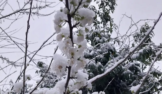 Düzce Kaynaşlı'da erken çiçek açan erik ağacının karla kaplı görüntüsü