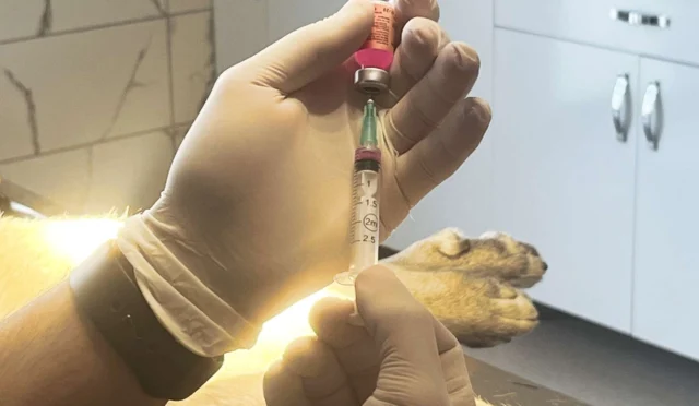 istanbul-valiligi-kuduz-iddialarina-yalanlama-1