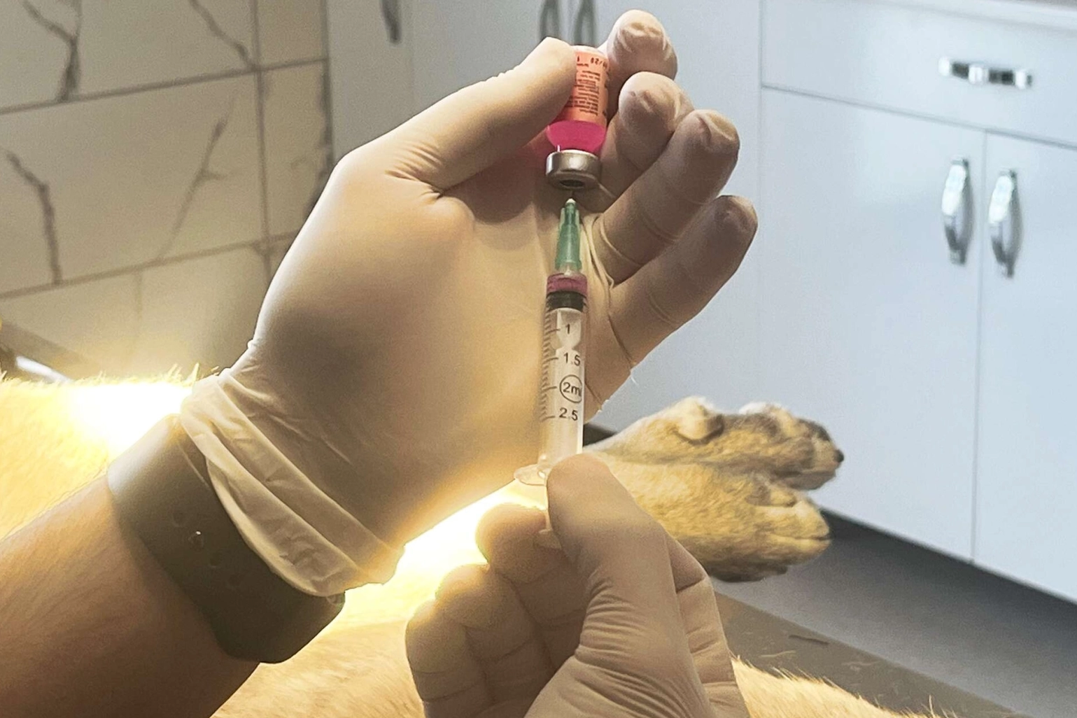 İstanbul Valiliği’nden Kuduz İddialarına Net Yalanlama: Kentte Son Vaka 2007’de Görüldü