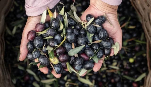 Marmarabirlik'in 2025 yılındaki rekor ciro ve ihracat başarısını gösteren görsel