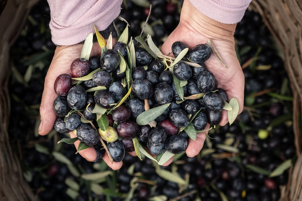 Marmarabirlik’ten Rekor Üstüne Rekor: 6,8 Milyar TL Ciro ve Tarihi İhracat Başarısı