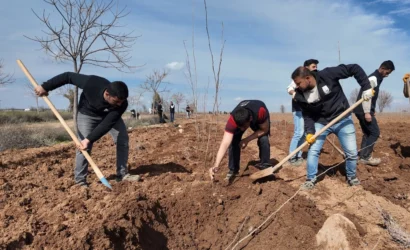 Şanlıurfa'da belediye tarafından yetiştirilen 20 bin çınar fidanı