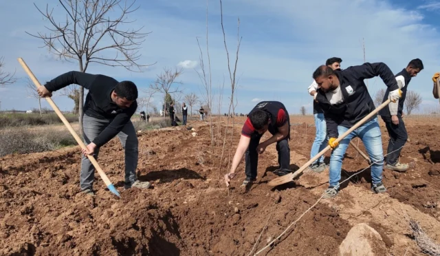Şanlıurfa'da belediye tarafından yetiştirilen 20 bin çınar fidanı