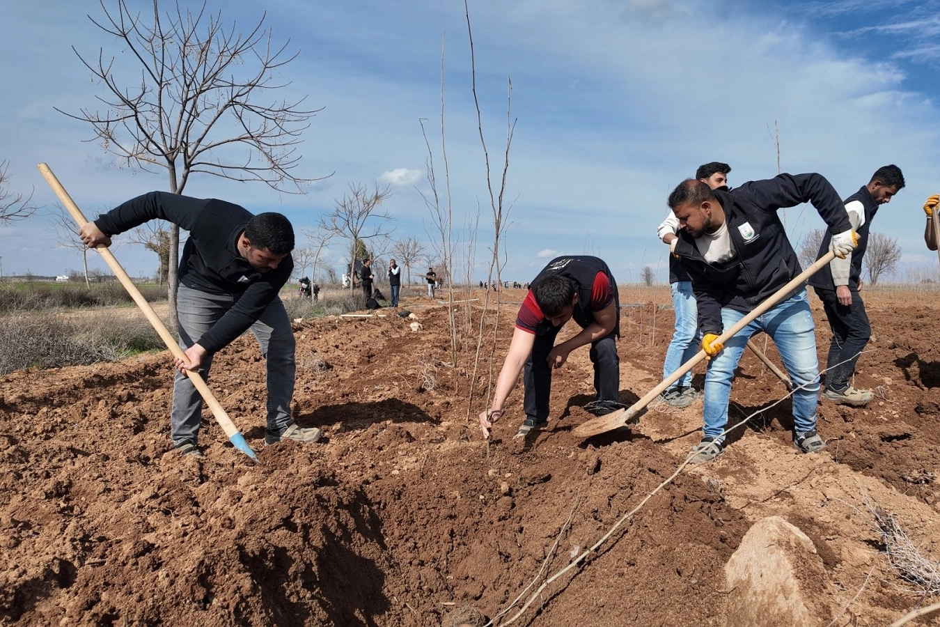 Şanlıurfa’da Yeşil Devrim: 20 Bin Çınar Fidanı Kent İçin Yetiştiriliyor
