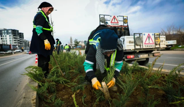 Bursa'da cadde refüjlerine yapılan yeşil peyzaj düzenlemesi