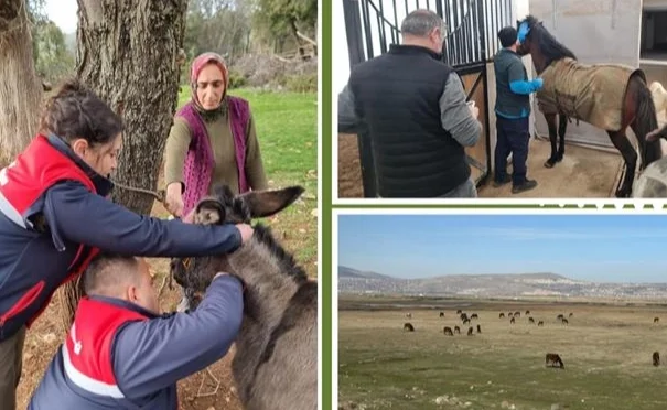 Afrika At Vebası taraması için tek tırnaklı hayvanlar inceleniyor