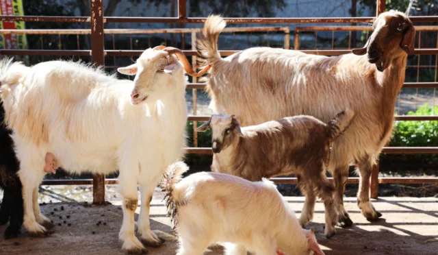 Antalya'da küçükbaş hayvanlara ücretsiz parazit ilaçlaması yapılırken çekilmiş bir fotoğraf
