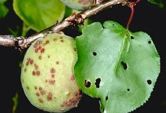 Malatya'da kayısı ağaçlarında görülen çil hastalığına karşı üreticilere uyarı yapıldı.