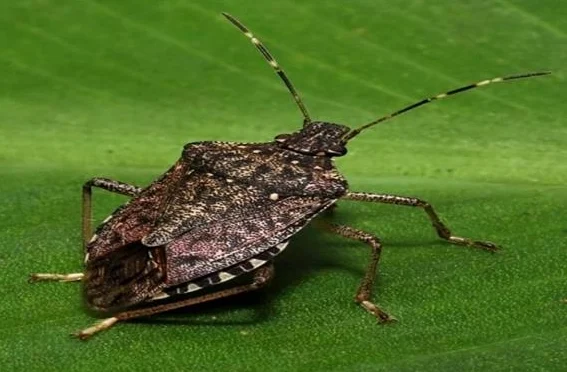 Kahverengi kokarca zararlı böceği tarım alanları için tehdit oluşturuyor
