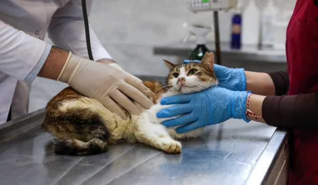 Bursa'da yaralı bir kediye müdahale eden belediye veteriner ekipleri