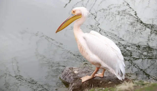 Helvadere Göleti'nde tek başına yüzen pelikanın yakın çekim fotoğrafı