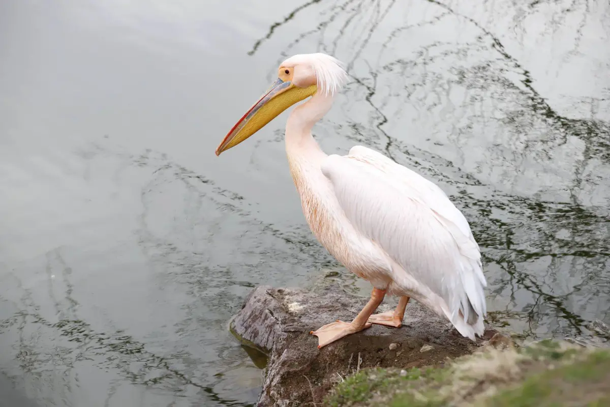 Helvadere Göleti’nin Yalnız Sakini: Pelikan, Turistlerin Yeni Gözdesi Oldu