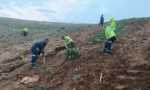 Kocaeli Gebze'de Büyükşehir Belediyesi tarafından dikilen sedir ağaçları