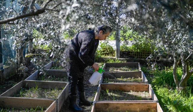 İzmir Büyükşehir Belediyesi Meslek Fabrikası kursiyeri Yasemin Erday Koç'un salep yetiştiriciliği ve girişimcilik başarısı