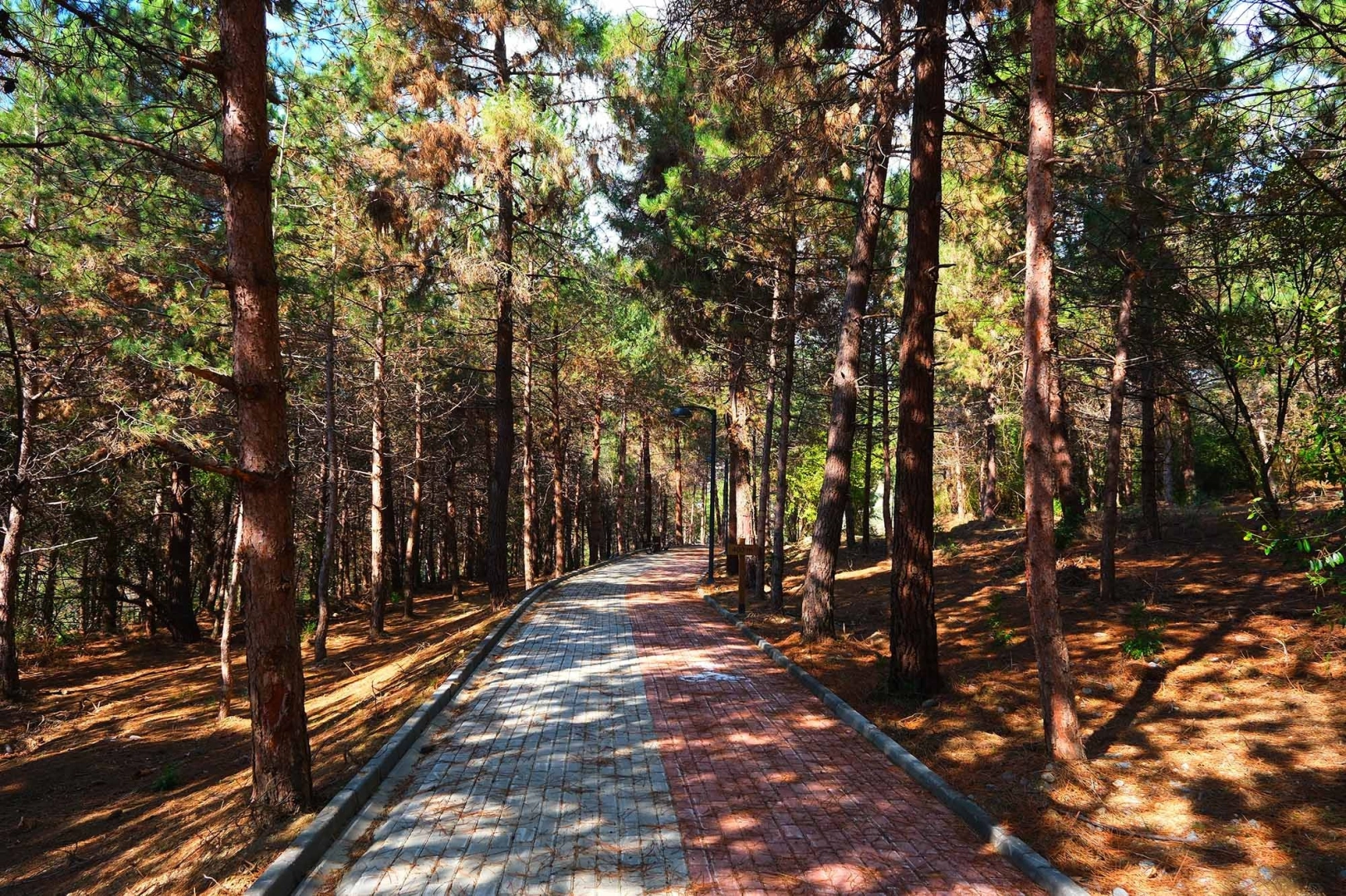 Sakarya’da Bahar Coşkusu: Huzur Koridoru’nda İlk Halk Koşusu Düzenleniyor