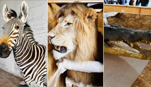 Trabzon Limanı'nda yaban hayvanı trofelerine yönelik operasyon