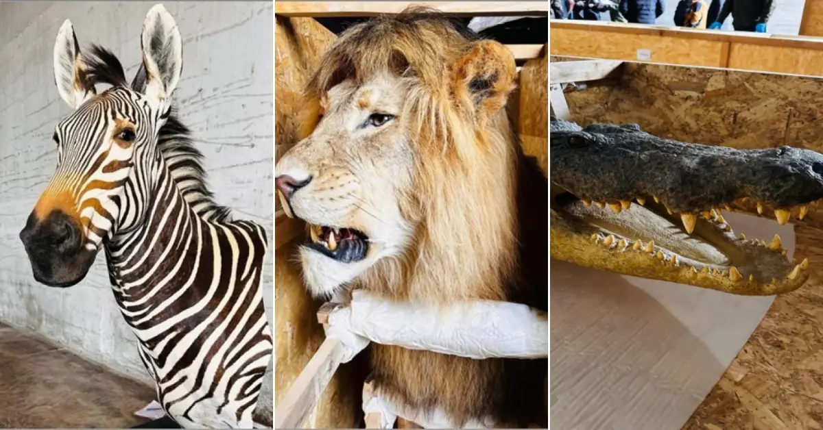 Trabzon Limanı’nda Nefes Kesen Operasyon: Yaban Hayatı Trofelerine El Konuldu