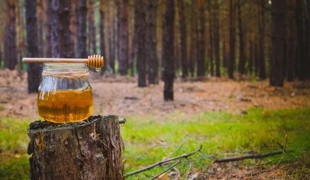 Türk çam balının kalitesini ve ihracatını artırmaya yönelik AR-GE projesi görselleri