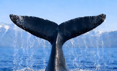 Türkiye Uluslararası Balinacılık Komisyonu'na üye oldu