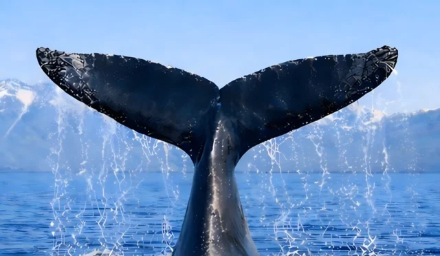 Türkiye Uluslararası Balinacılık Komisyonu'na üye oldu