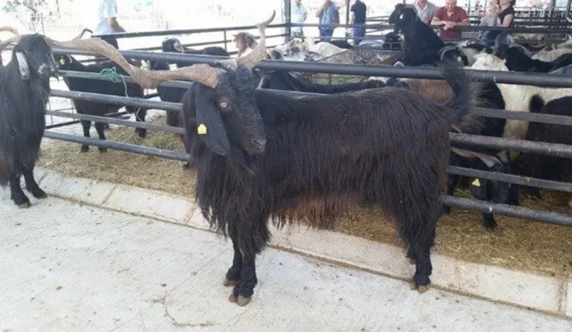 Isparta’da Kurban Bayramı Heyecanı: Kurbanlıklar Canlı Hayvan Pazarı’nda Yerini Aldı, Fiyatlar Belli Oldu